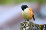 Long-tailed Shrike